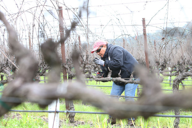 Napa County Pruning Contest